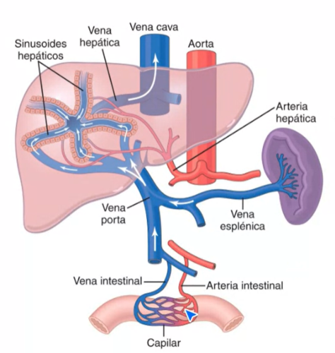 <p>El flujo sanguíneo del bazo, pancreas, del tubo digestivo y el hígado (a través de la vena porta). </p>