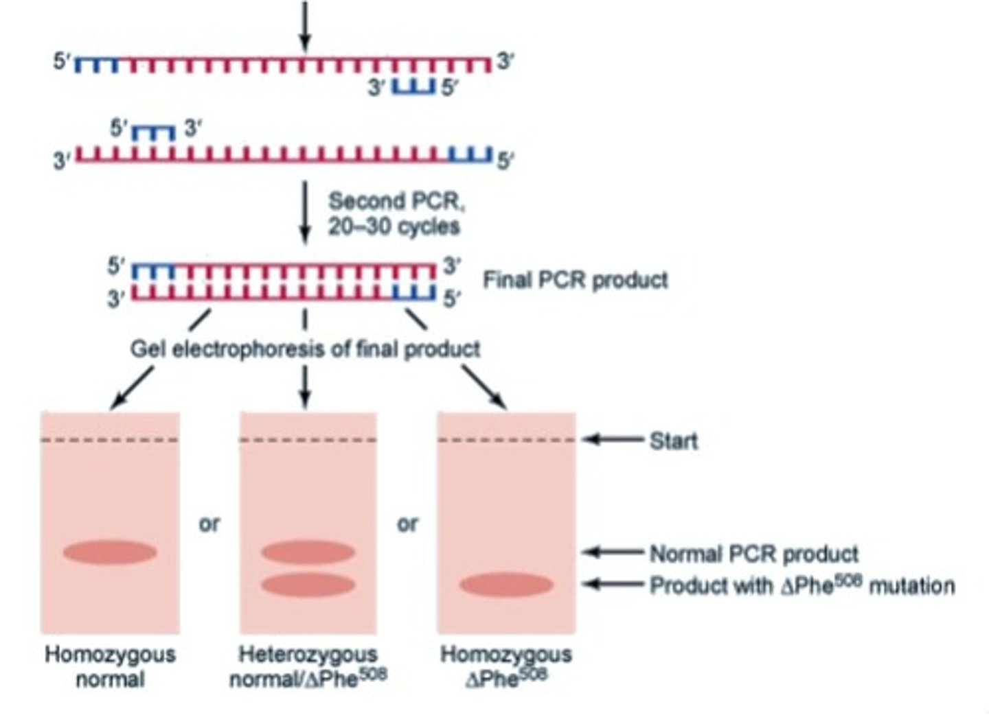 <p>the mutant CFTR gene will be shorter than the normal version of the gene due to the loss of a phenylalanine residue</p><p>- using PCR to amplify the gene, then electrophoresis to visualize it, we can observe when the shorter version of the gene is present</p><p>- heterozygotes will show a normal AND mutant band, while mutant homozygotes will only have the shorter band</p>