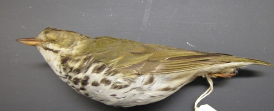 <p>What bird is this?</p>