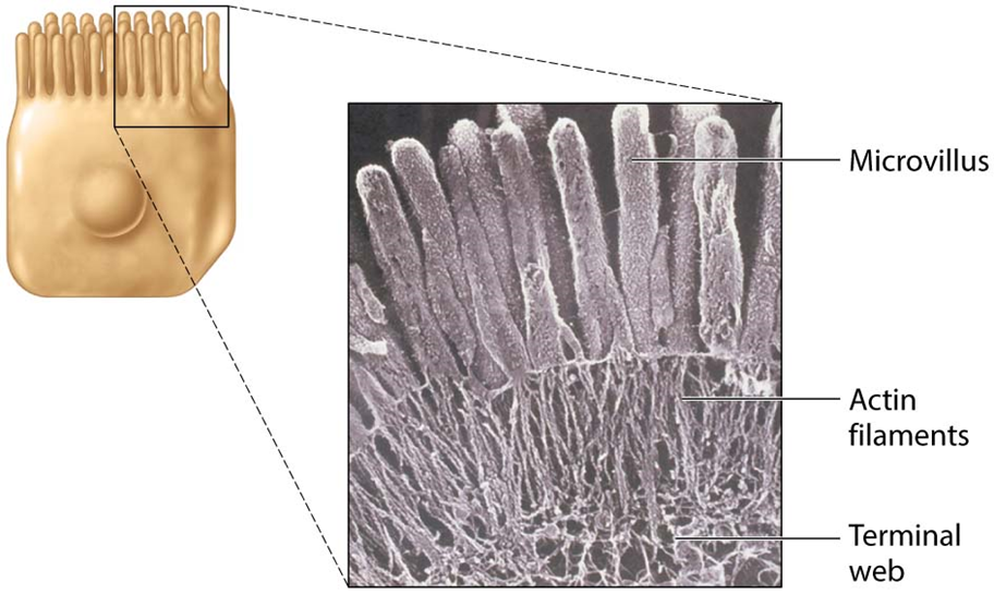 <p>Finger-like projections that increase surface area of cell</p>
