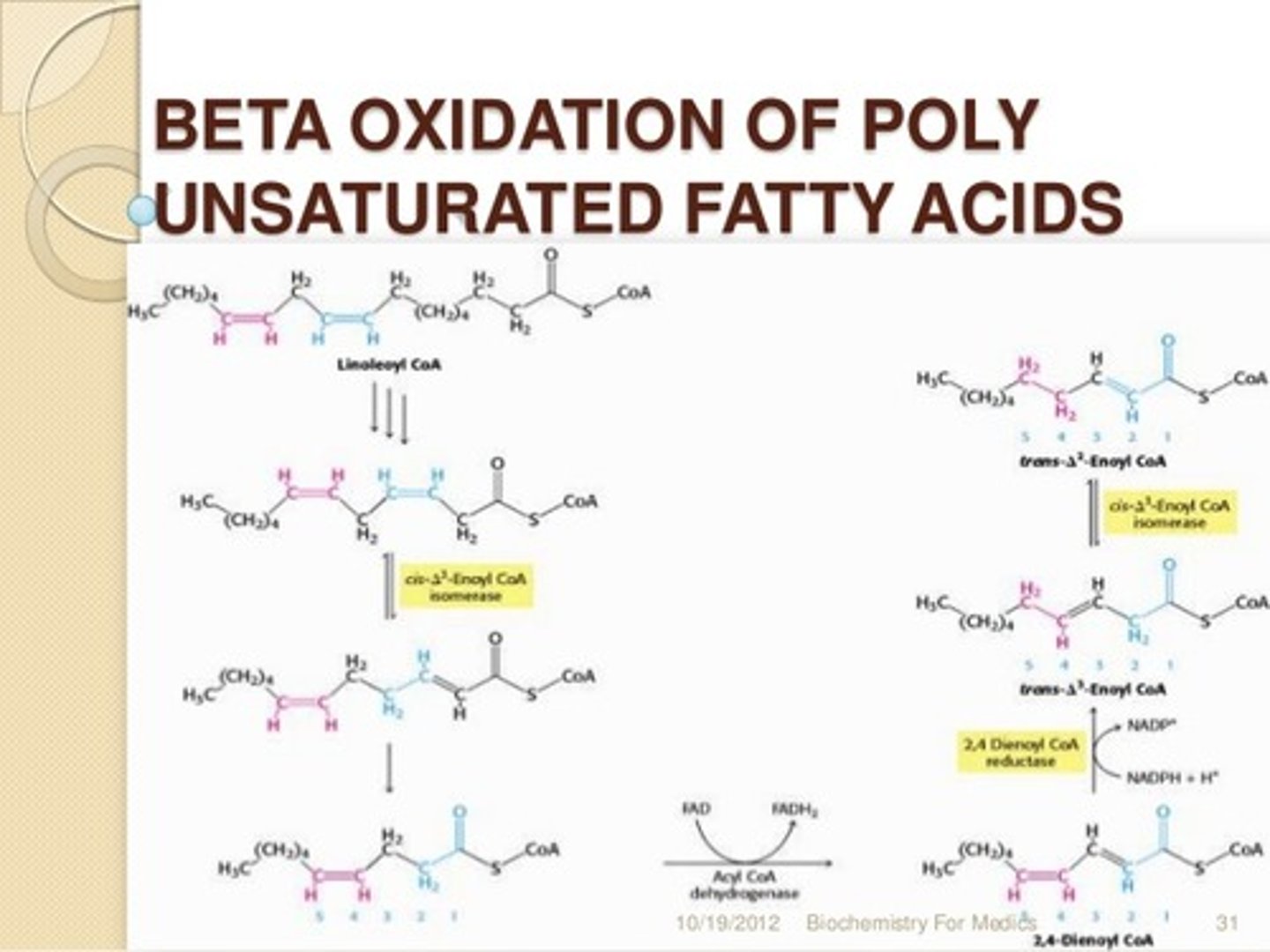 <p>False. Isomerases are needed for monounsaturated fatty acids to undergo Beta-Oxidation. Reductase enzymes are not needed unless the fatty acid is Polyunsaturated.</p>