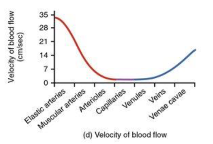 <p>the arteries have the highest velocity, the capillaries have the lowest velocity</p><ul><li><p>higher total SA = slower</p></li></ul><p></p>