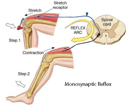 <p>Reflexive Contraction of a Muscle After it is Stretched</p>