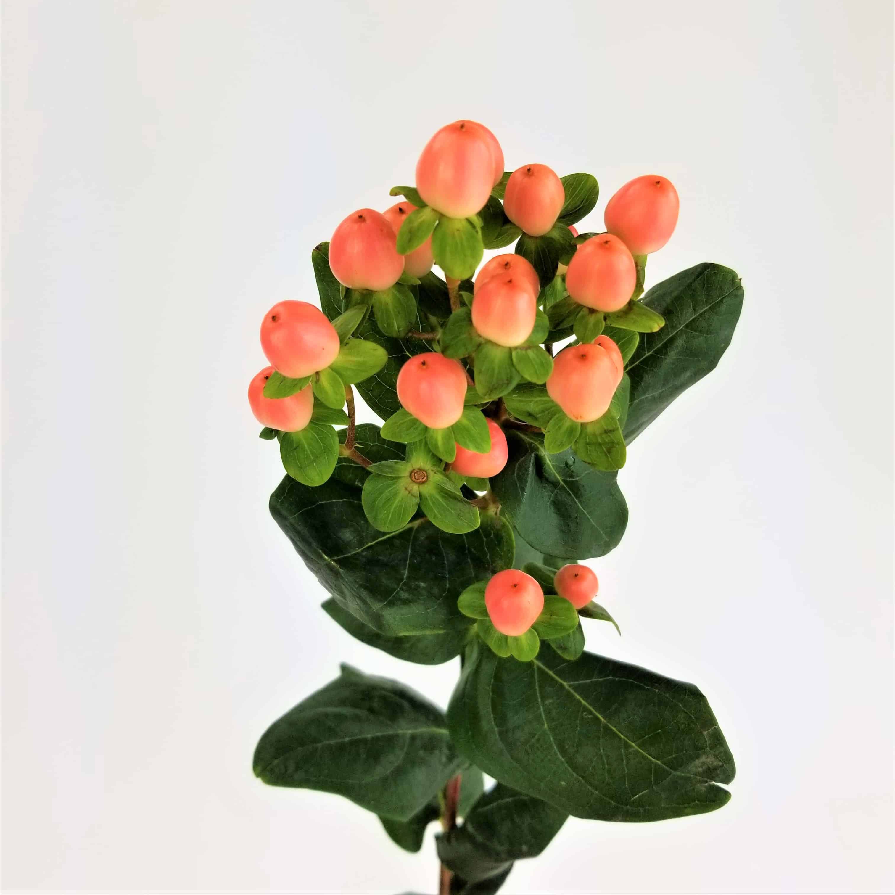 <p>Common name?</p>