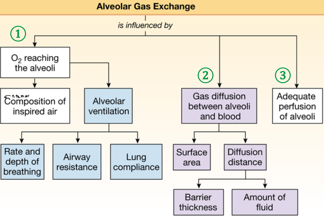 <p>Oxygen needs to reach alveoli</p><p>Oxygen needs to diffuse across</p><p>Oxygen needs to reach blood</p>