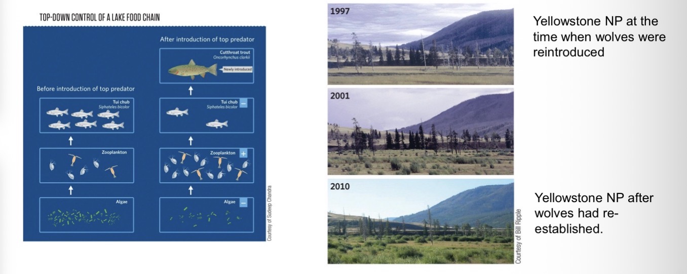 <p><span><span>Top-down control implies that food chains with odd numbers of trophic levels have high densities of primary producers (a green world), while food chains with even numbers of trophic levels have low densities of primary producers (a brown world).</span></span></p>