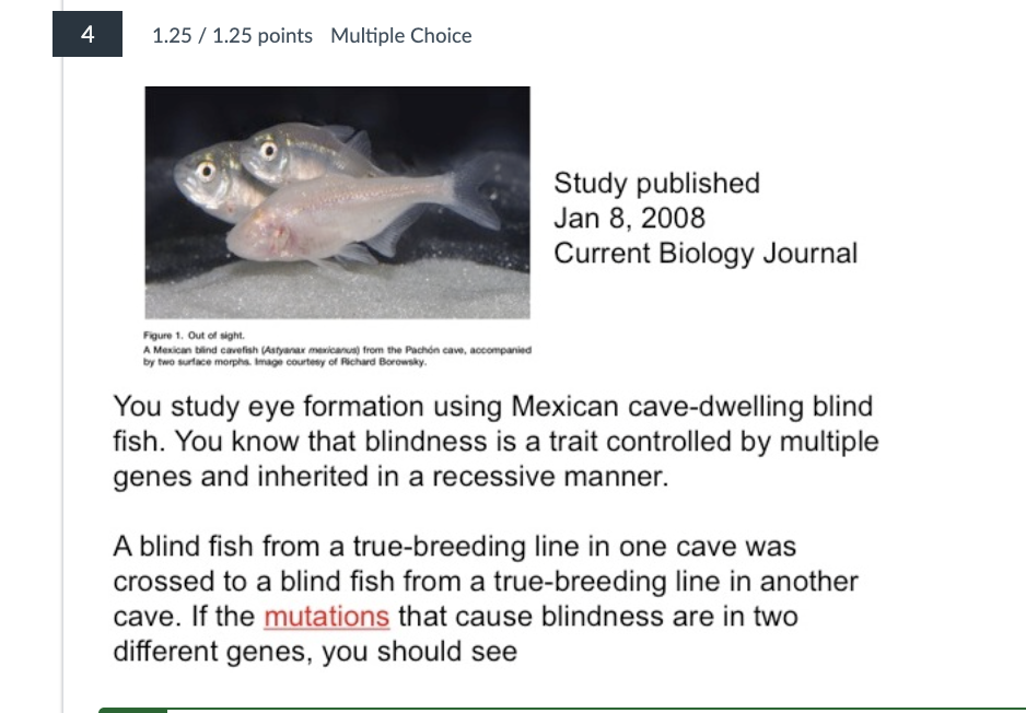 <p>how many of the offspring will be blind?</p>