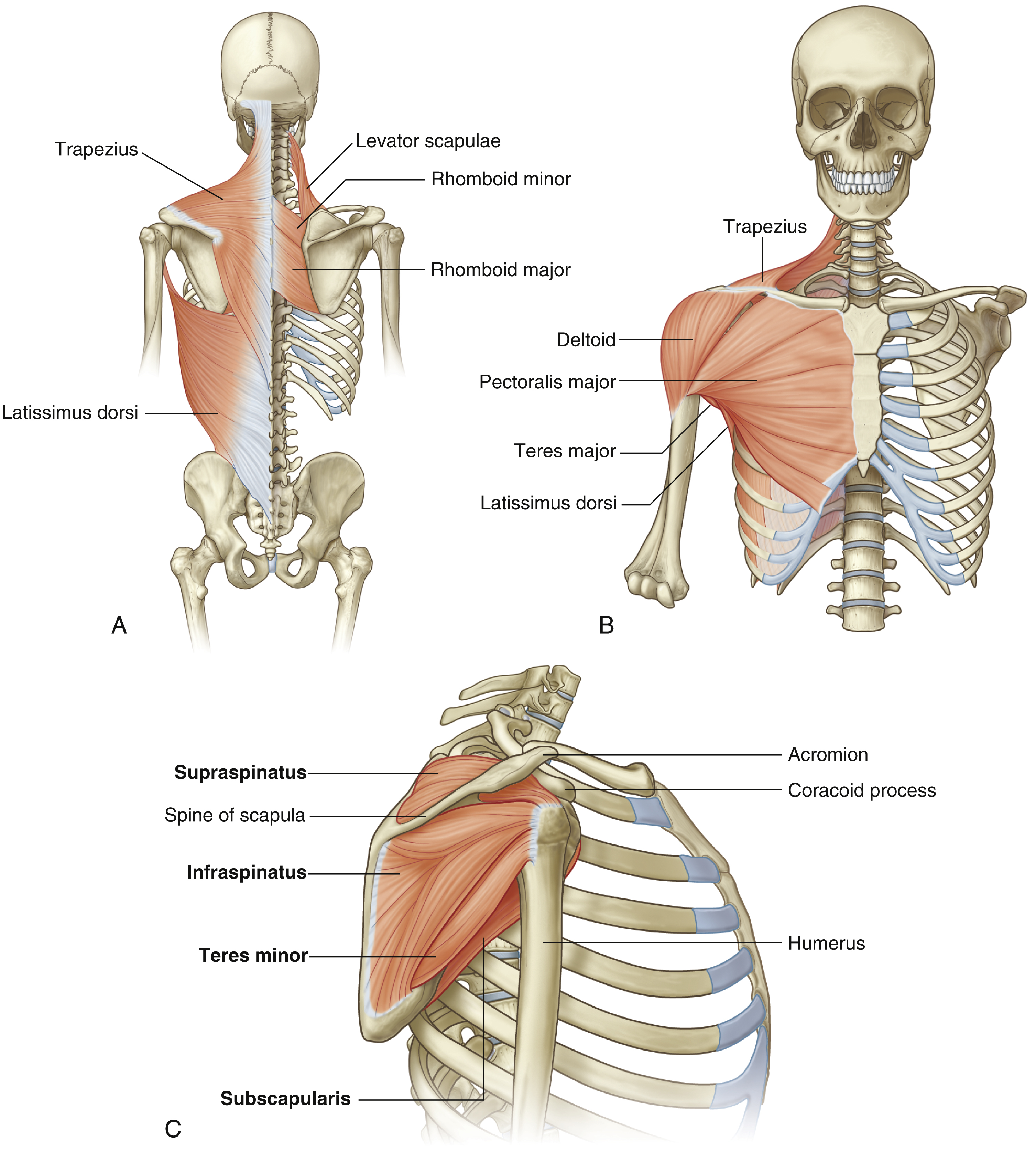 <p>Extension, adduction, medial rotation of shoulder</p>