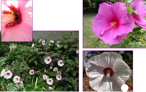 -flowers can be different colors (red, pink, white)
-leaves thicker and uniform shape
-not a shrub