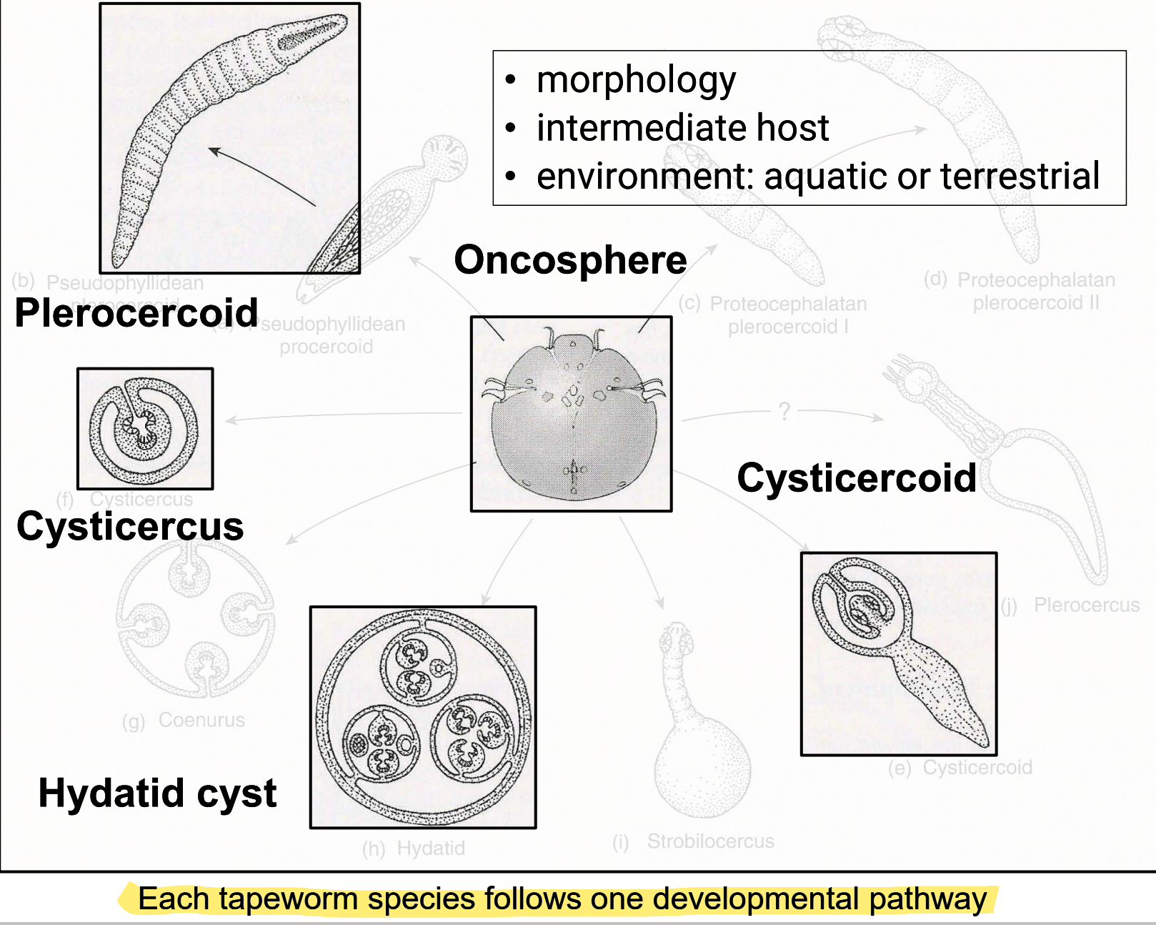 <ul><li><p>cestode larval stage</p></li><li><p>lives within <strong>intermediate host</strong></p></li><li><p><strong>infection site: body tissues/cavities</strong></p><ul><li><p>species-dependent migration</p></li></ul></li><li><p>variety of different morphologies, depending on species</p><ul><li><p>each tapeworm species follows <strong>one</strong> developmental pathway</p></li></ul></li><li><p><strong><u>major source of pathology!</u></strong></p></li></ul><p></p>