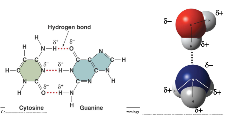 <p>- found when polar covalent bonds present<br>- electrical attraction between partially charged H+ and full of partial negative charge on different region of same molecule or another molecule<br>- weaker than covalent bonds but essential for life<br>- many help stabilize 3D shapes of large molecules</p>