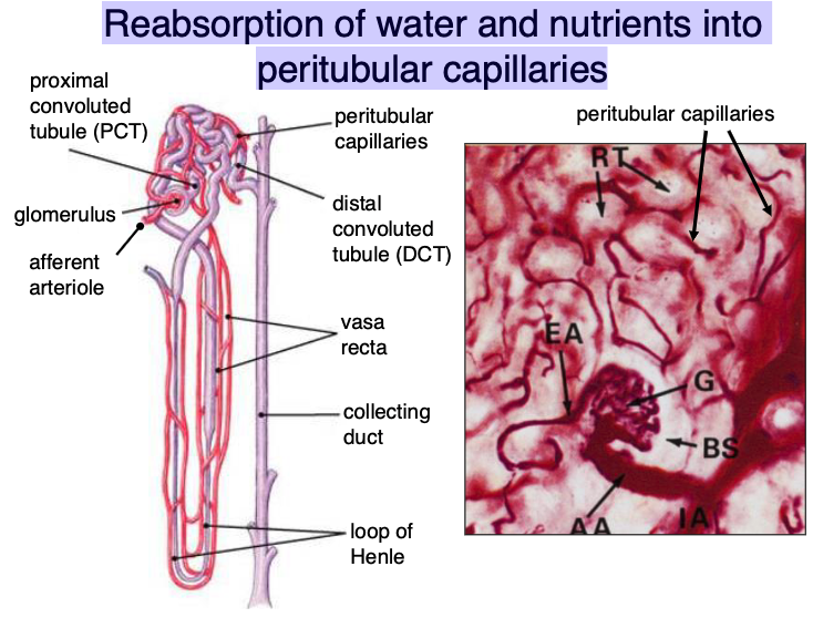 <p>peritubular capillaries</p>
