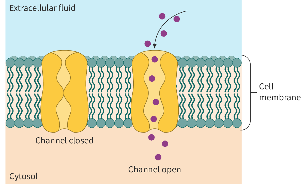 <p>types of gates channels</p>