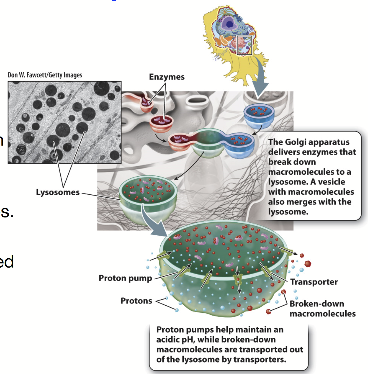 <p>Only in animal cells!</p><p>Digestive organelle that degrades material internalized by the cell and worn-out cellular membranes and organelles. Contains an acidic lumen. </p><p><strong>Degradation of internalized material</strong>: recycling of plasma membrane components like receptors and extracellular material, destroy pathogens like bacteria and viruses (only in phagocytic cells).</p><p>The Golgi apparatus delivers enzymes that break down macromolecules here. A vesicle with macromolecules also merges with this organelle.</p><p><strong>Functions: AUTOPHAGY!!!, degradation of internalized material</strong></p><ul><li><p>Size: 25 nm to 1 micrometre</p></li><li><p>Internal pH of 4.6 (proton pump or H+-ATPase pumps H+ into lumen to maintain acidity)</p></li><li><p>Contains hydrolytic enzymes (acid hydrolases)</p></li><li><p>Membrane is composed of <strong>glycosylated proteins</strong> that act as a protective lining next to the acidic lumen</p></li><li><p>When the conditions are right, cargo is degraded and broken down into smaller pieces</p></li><li><p>Transporters transports broken-down macromolecules out</p></li></ul><p>Rounded shape + VERY DARK INSIDE because of the very acidic interior!!!!</p>