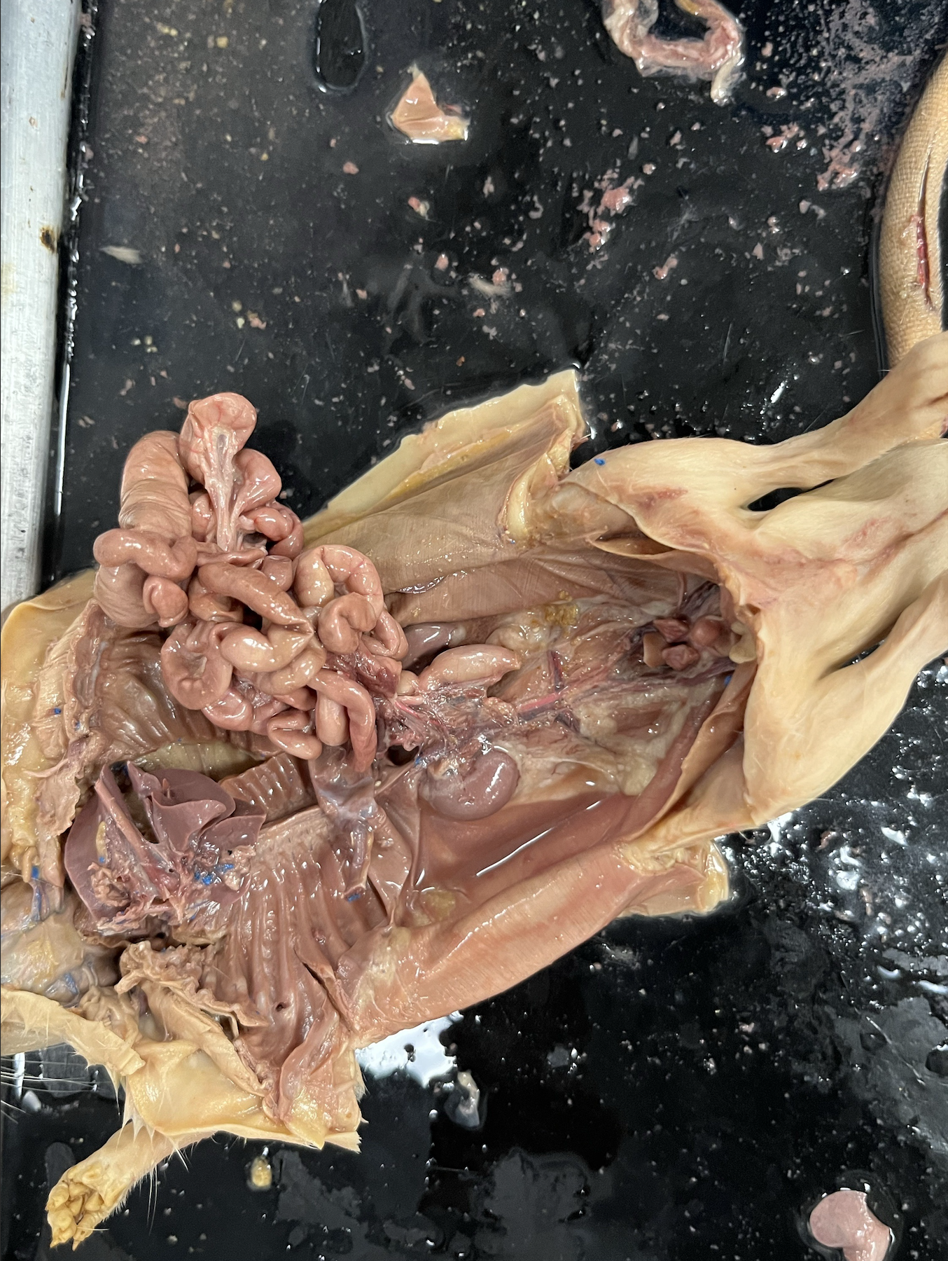 <p>identify the kidney and fat bodies</p>