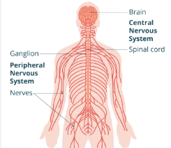 <p>the sensory and motor </p><p>neurons that connect the central </p><p>nervous system (CNS) to the rest of </p><p>the body.</p>