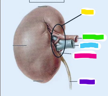 <p>what does the pink arrow indicate </p>