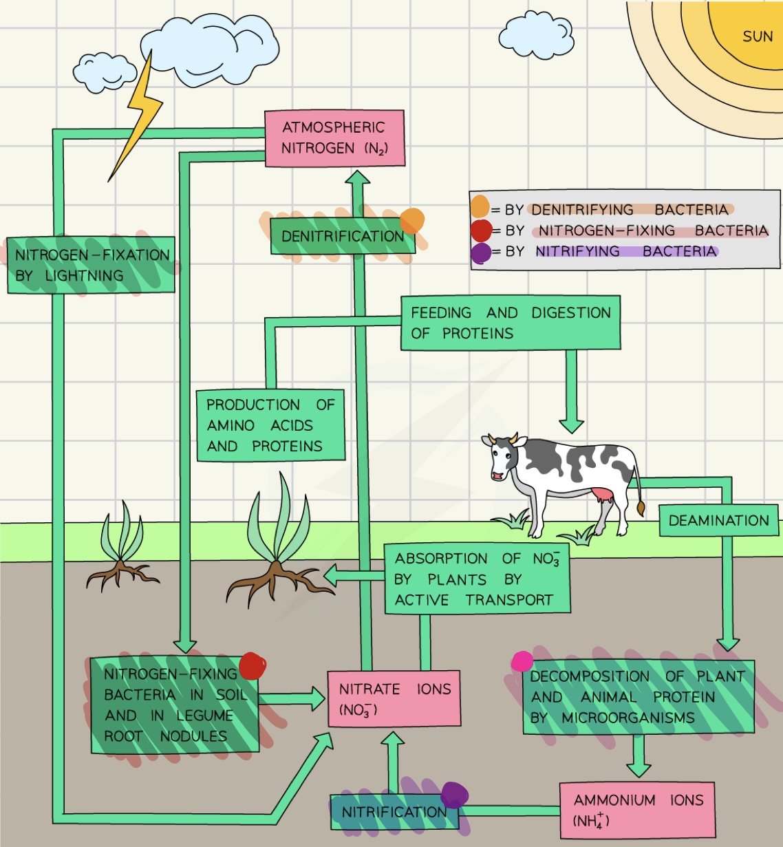 <p>The process through which nitrogen is circling between its stores through being converted between its various chemical forms. </p>