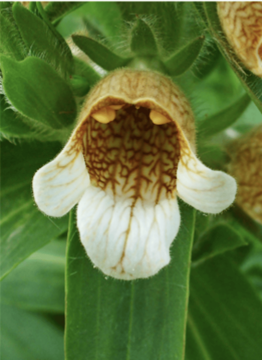 <p>what plant family? what is it? what toxin does it produce</p>