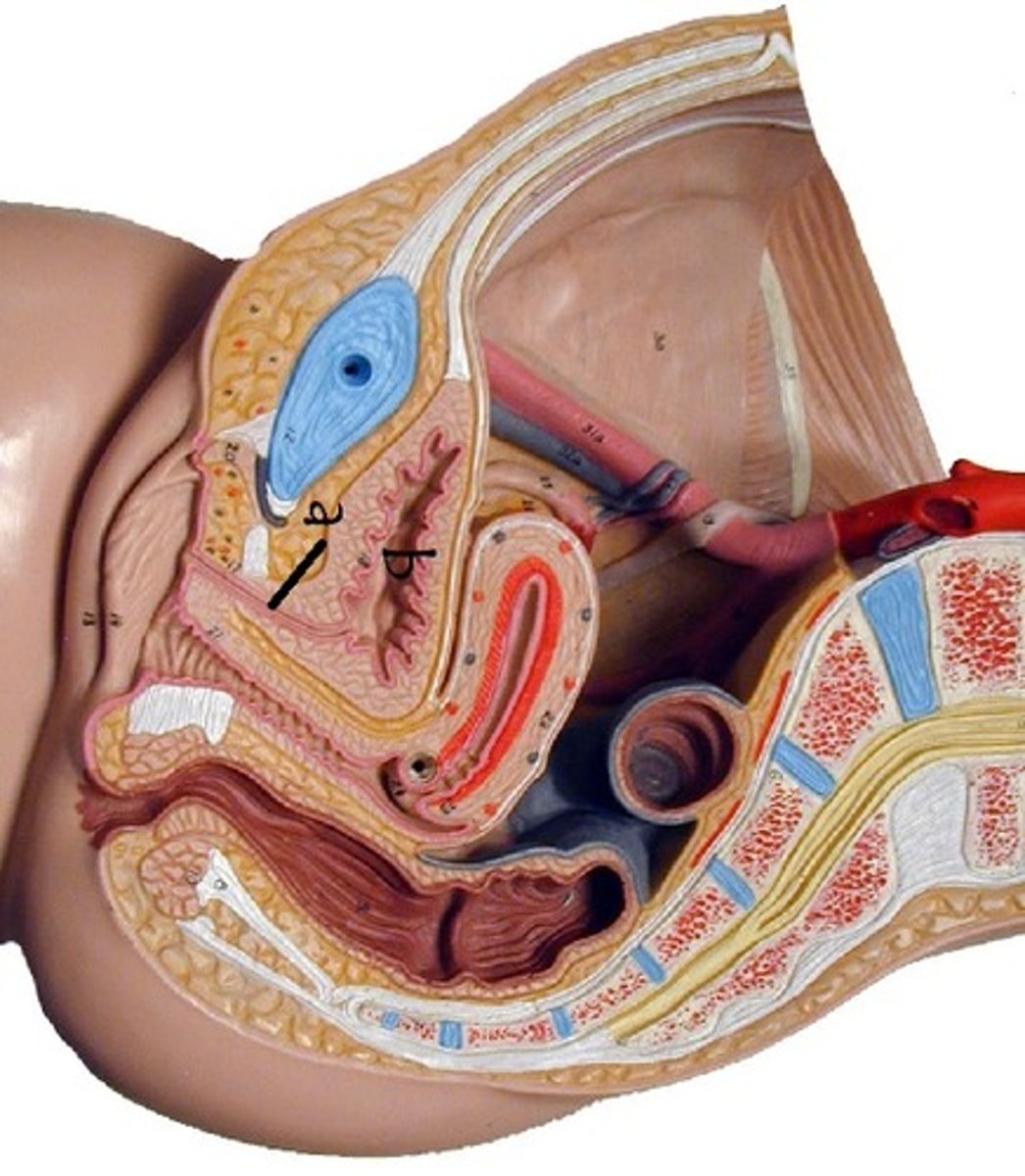 <p>What kind of epithelium is found at b?</p>