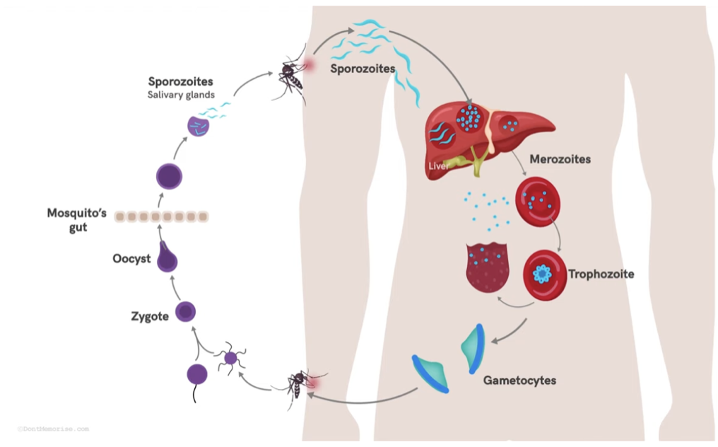 <ol><li><p>Infected mosquito bites human releasing saliva which contains the parasite</p></li><li><p>parasite is transferred to human as sporozoites</p></li><li><p>sporozoites live and reproduce in hepatocytes</p></li><li><p>They are released into the blood stream as merozoites</p></li><li><p>Merozoites target erythrocytes and form trophozoites (ring structure)</p></li><li><p>Most trophozoites reproduce forming more merozoites which are then released when the RBC is lysed</p></li><li><p>other trophozoites enter a sexual cycle and give rise to gametocytes</p></li><li><p>when an uninfected mosquito bites a human, gametocytes pass into the mosquito</p></li><li><p>the male and female gametocytes fuse to form a zygote, then oocyst</p></li><li><p>the oocyst moves to the salivary glands and releases sporozoites ready to infect again</p></li></ol>