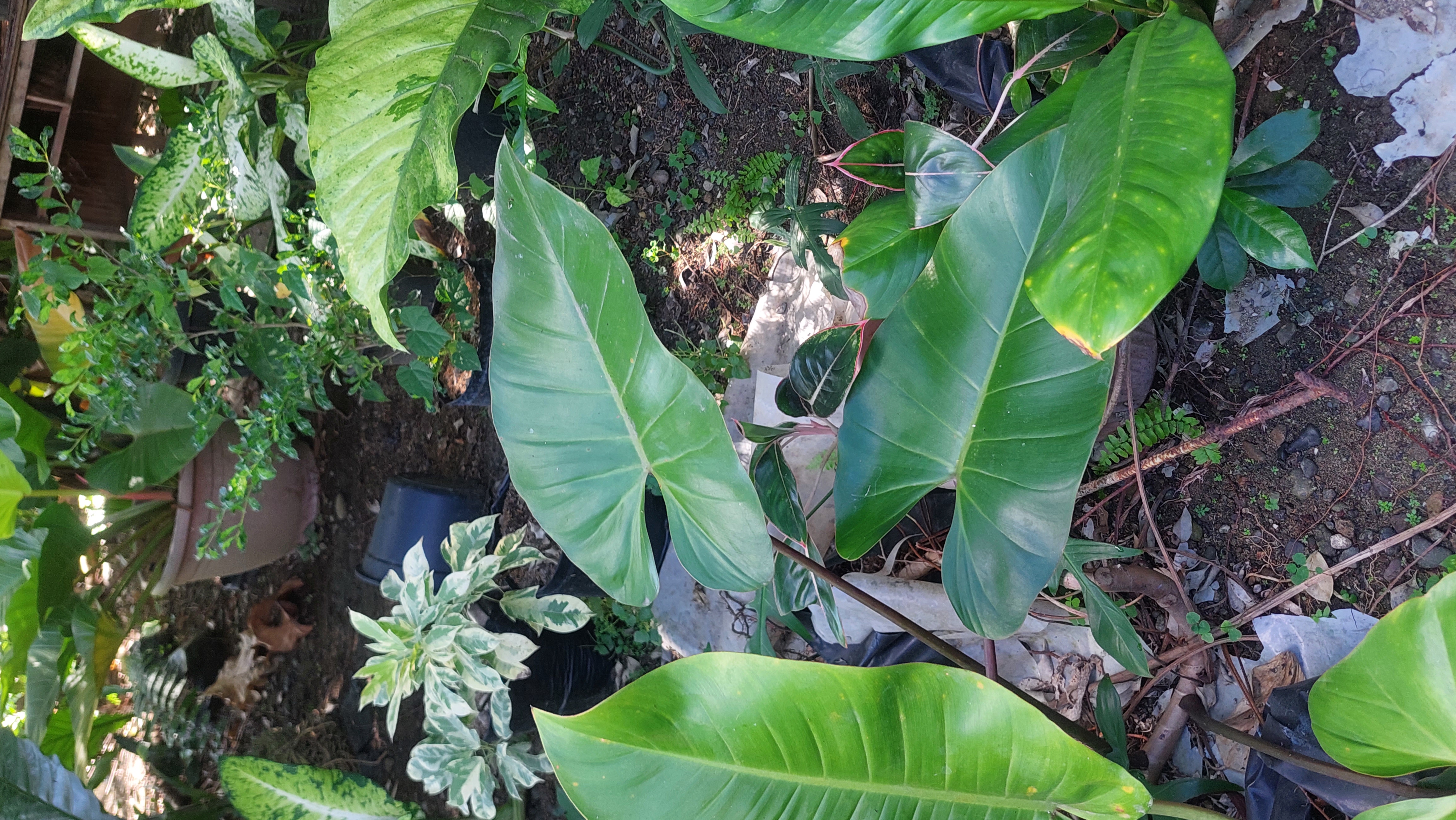 <p>Colocasia</p>