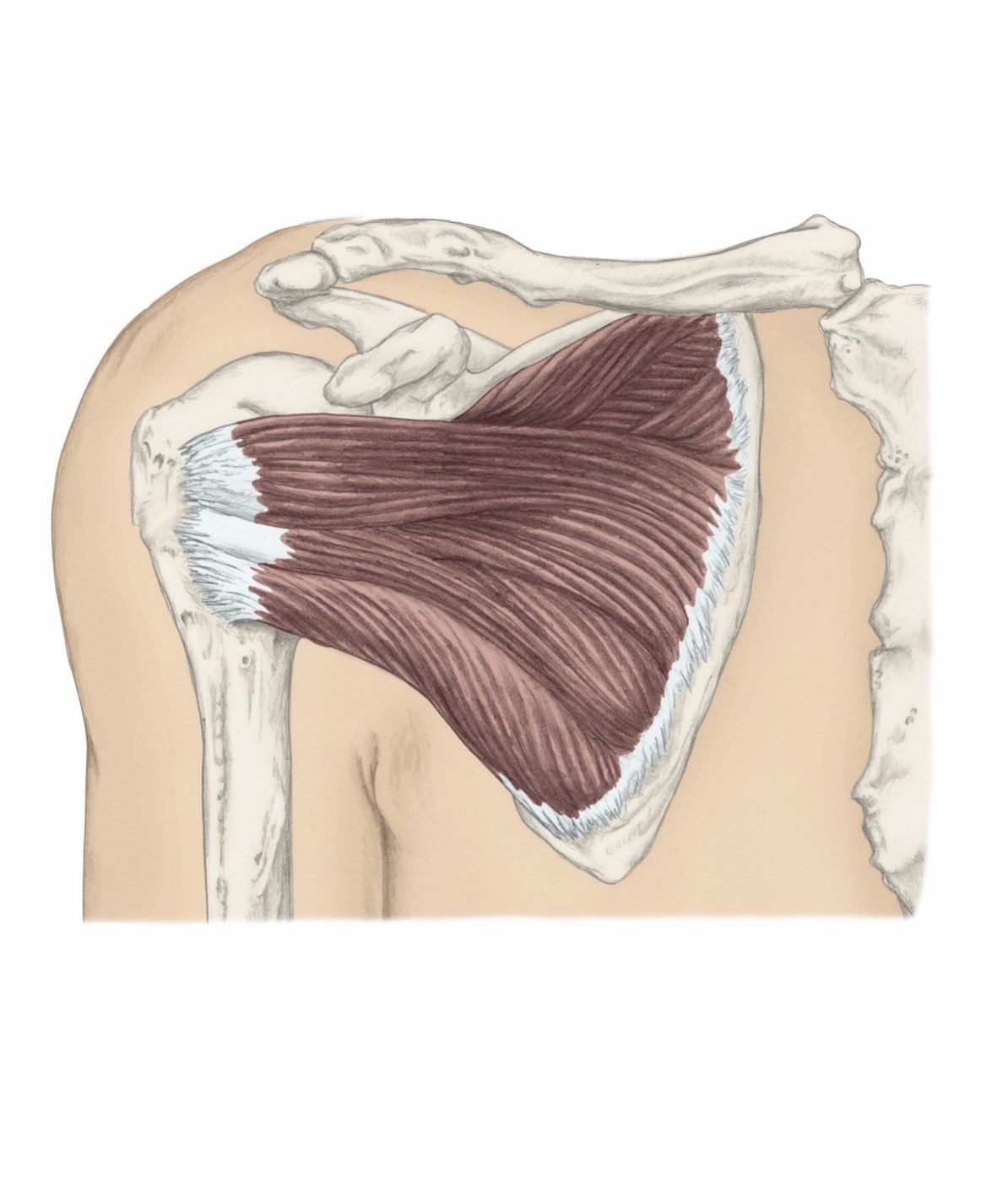 <p>O- Subscapular Fossa</p><p>I- Humerus; Lesser Tubercle (passes medially/anteriorly thru joint)</p><p>A- Shoulder medial rotation</p>
