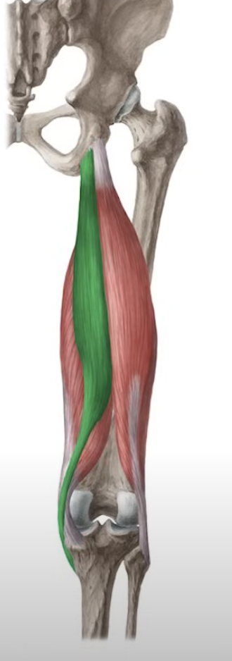 <p>extend the thigh and flex the leg</p>