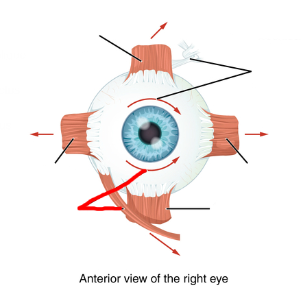 <p><u>Extrinsic muscles</u></p><p>Moves Eye Superiorly and Laterally.</p><p>Cranial nerve III (3).</p>