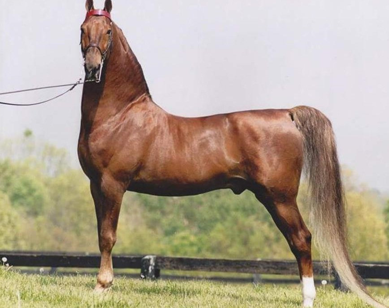 <p>What breed (pattern) is this horse?</p>