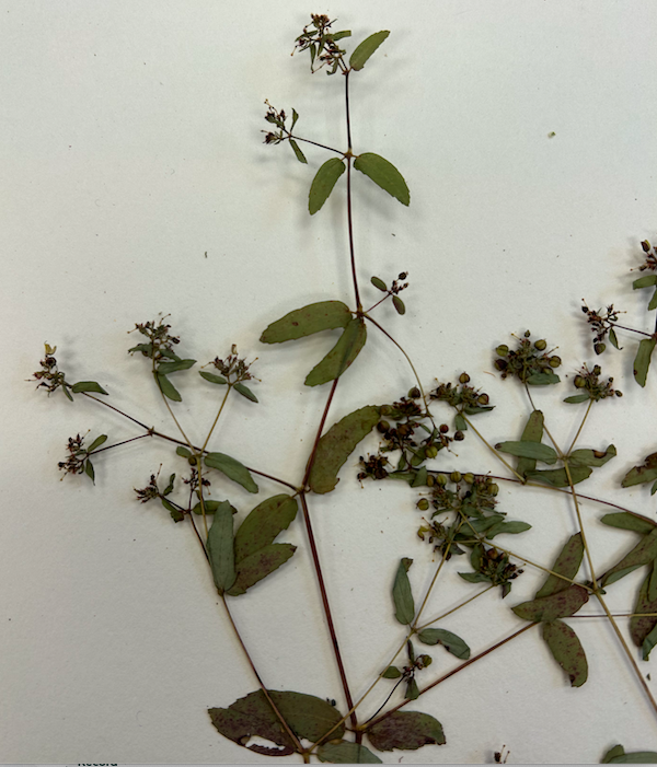 <p>Euphorbiaceae</p><p><em>Euphorbia</em></p>