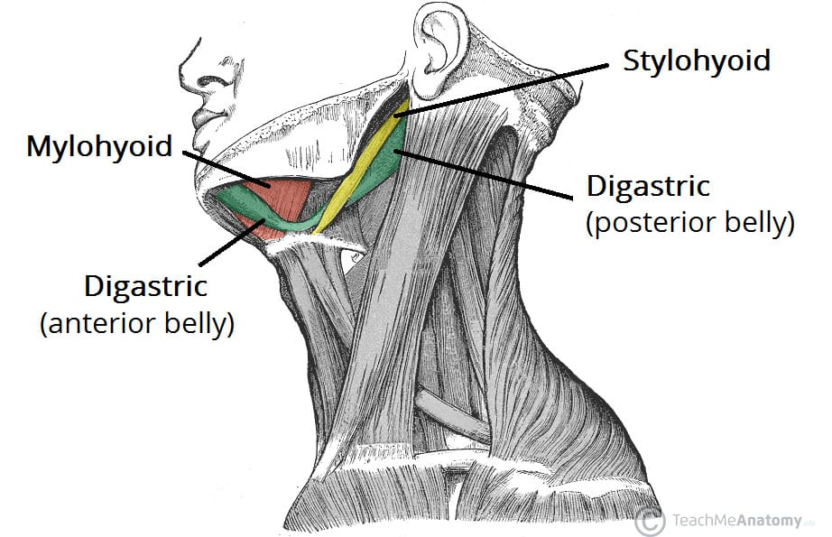 <p>To study the compensatory response of selective suprahyoid muscles in elevating the hyoid bone, an experiment was designed in which the posterior belly of the digastric and stylohyoid muscles were paralyzed by drugs. The muscular branches of which of the following nerves must be chemically interrupted to produce paralysis in both muscles?</p><p>A. inferior alveolar</p><ul><li><p>branch of the mandibular division of CN V (V3); it gives motor fibers to the <strong>mylohyoid</strong> and <strong>anterior belly of digastric</strong></p></li></ul><p><strong><mark data-color="red" style="background-color: red; color: inherit">B. facial</mark></strong></p><ul><li><p>To paralyze the <strong>posterior belly of the digastric</strong> and the <strong>stylohyoid muscles</strong>, you must interrupt the <strong>motor branches of the facial nerve (cranial nerve VII)</strong>, because:</p><ul><li><p><strong><u>Posterior belly of digastric</u></strong><u> is innervated by a branch of the </u><strong><u>facial nerve</u></strong></p></li><li><p><strong><u>Stylohyoid muscle</u></strong><u> is also innervated by the </u><strong><u>facial nerve</u></strong></p></li></ul></li></ul><p>C. hypoglossal</p><ul><li><p><strong>Hypoglossal</strong>: Supplies <strong>intrinsic and extrinsic muscles of the tongue</strong>, not suprahyoid muscles like stylohyoid or posterior digastric</p></li></ul><p>D. glossopharyngeal</p><ul><li><p>Involved in innervating the <strong>stylopharyngeus</strong> and sensory functions</p></li></ul><p>E. lingual</p><ul><li><p>sensory branch of V3 - mandibular division of trigeminal nerve</p></li></ul><p></p>