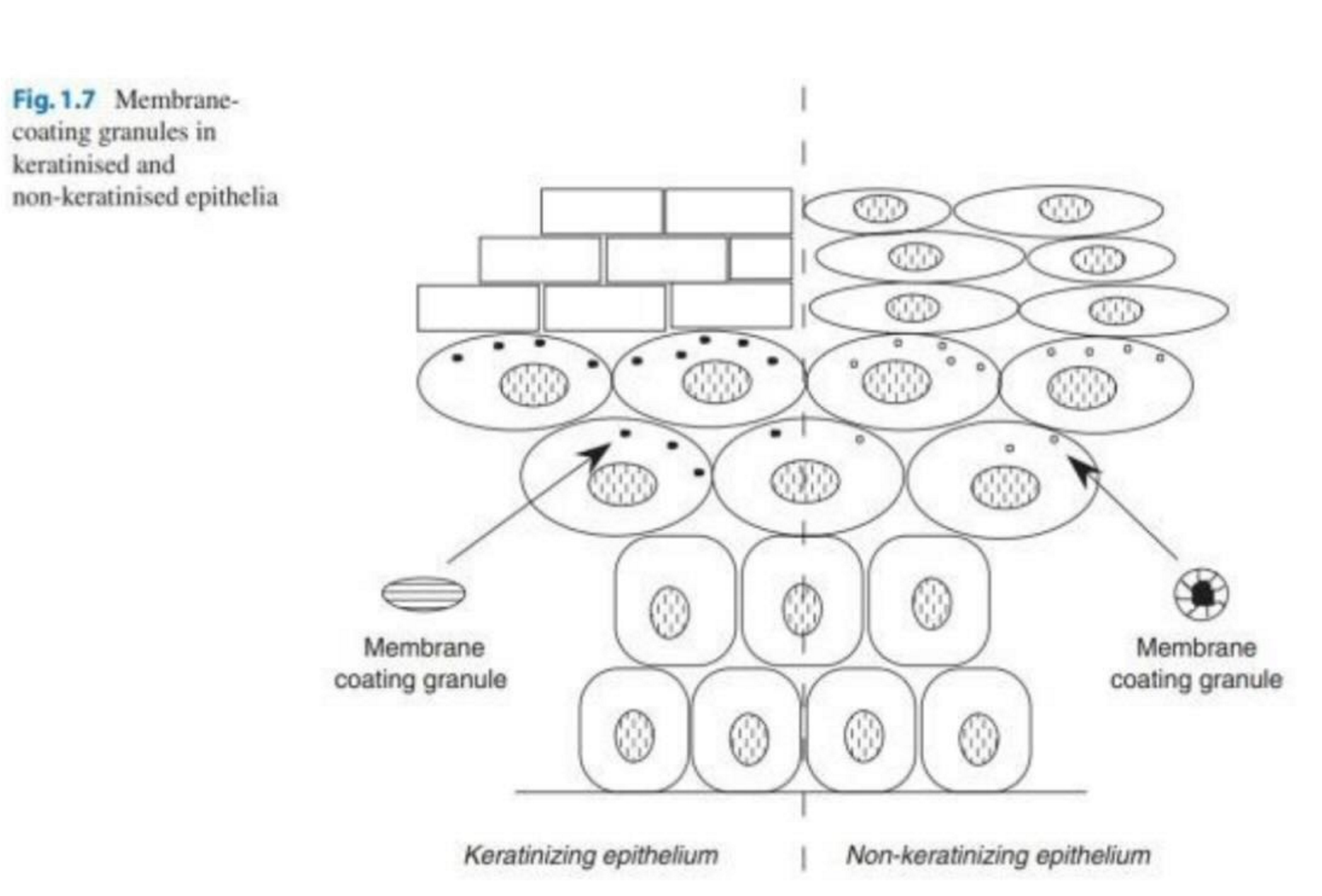 <p><span><span>&nbsp;</span></span>First site of absorption encountered in oral delivery</p><ul><li><p><span><span>Found at five sites in the cavity: buccal, sublingual, palatal, labial, and gingival</span></span></p></li><li><p><span>Buccal and sublingual are the most permeable so the main targets for drug delivery</span></p></li></ul><p></p>