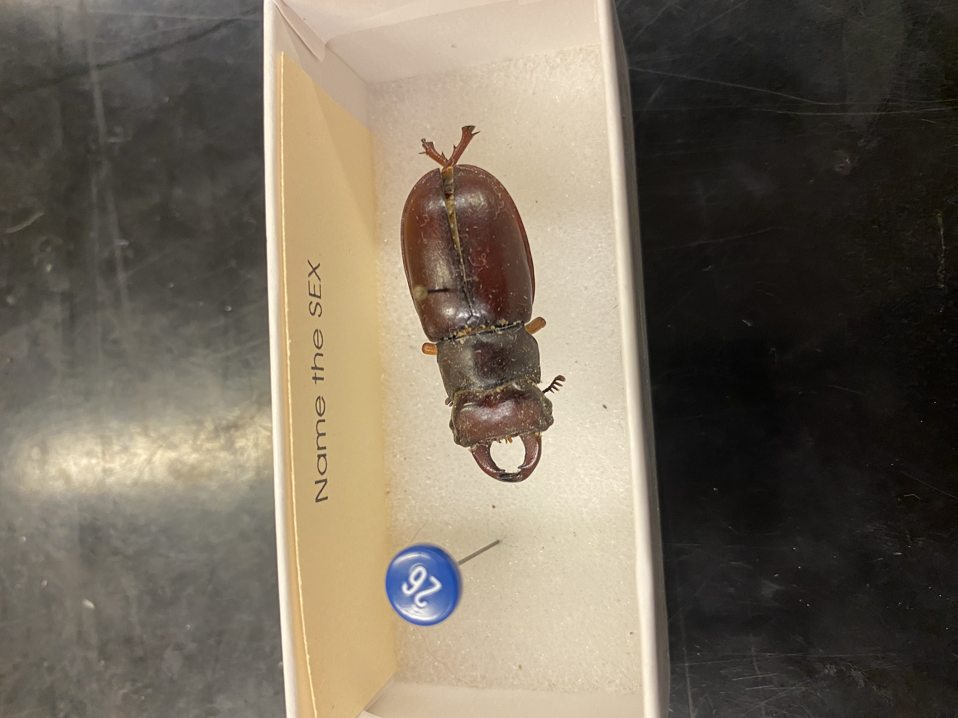 <p>Male</p>