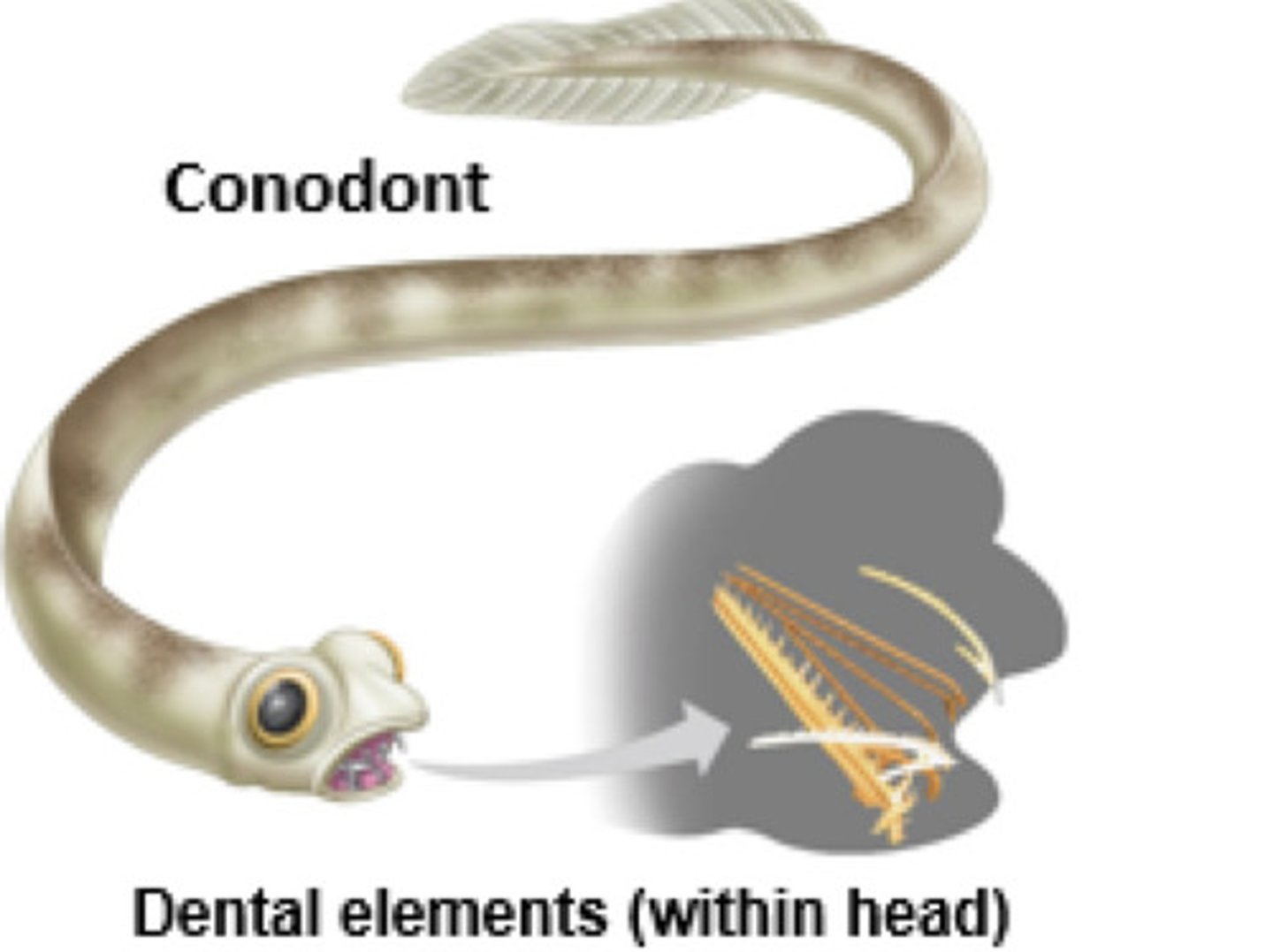 <p>There are 2 groups of conodonts, protoconodonts and euconodonts. Most people agree protoconodonts are not vertebrates, and vertebrate paleontologists thing euconodonts are not vertebrates either.</p>