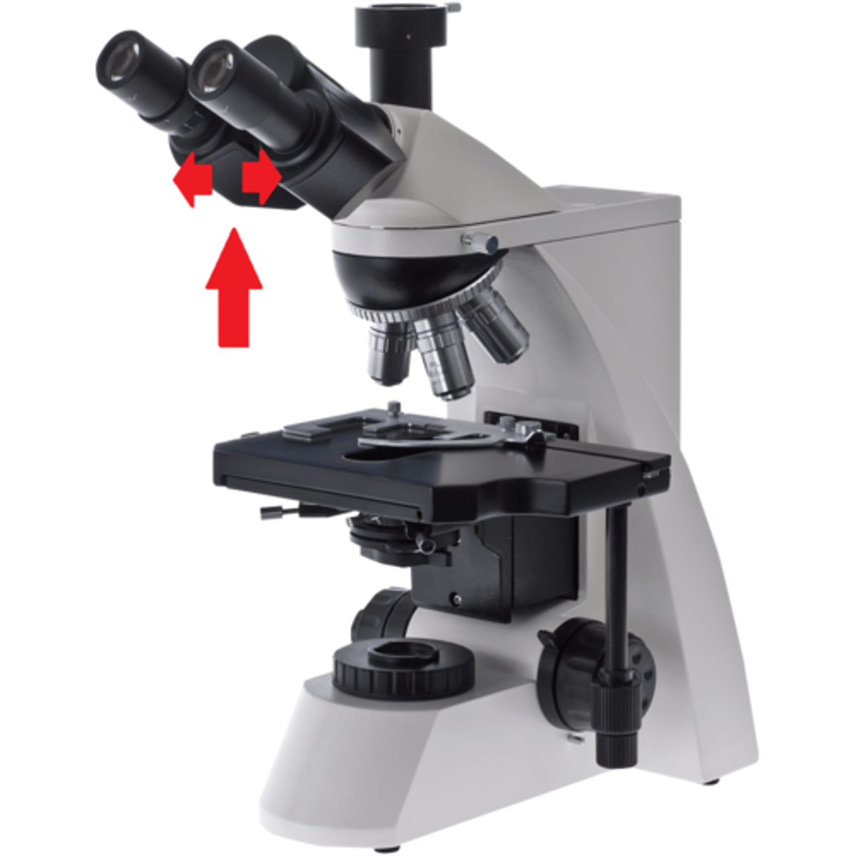 <p>(located between the two ocular lenses)</p><p>(adjusts the width of the eyepieces)</p>