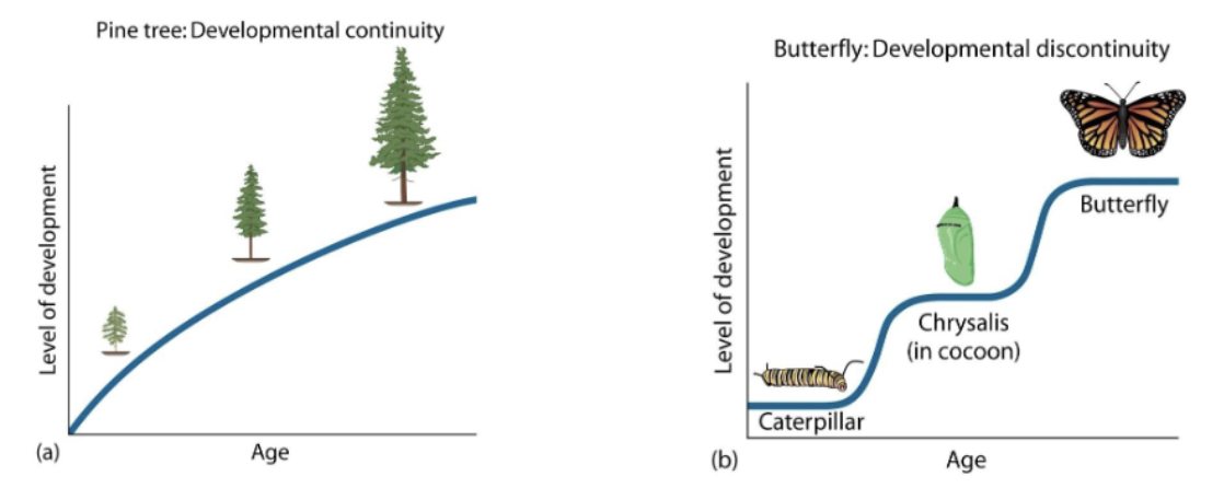 <p><span style="background-color: transparent;"><strong><span>Continuity view:</span></strong><span> Change is uniform, gradual </span><strong><span>quantitative</span></strong><span> (ex. Like pine tree growing taller)</span></span></p><p><span style="background-color: transparent;"><strong><span>Discontinuity view:</span></strong><span> Change can be rapid, </span><strong><span>qualitatively</span></strong><span> different stages across the lifespan (like butterfly) (Jean Piaget – “stage” theorist)</span></span></p>