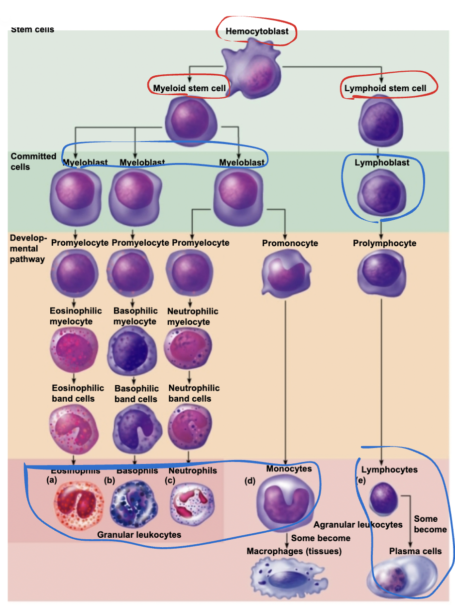 <p>Hemocytoblast <span style="background-color: transparent;"><span>โ Myeloid stem cell or Lymphoid stem cell</span></span><br></p><p><span style="background-color: transparent;"><span>Myeloid stem cell โ Myeloblast โ Eosinophil, basophil, and neutrophil, monocyte</span></span><br></p><p><span style="background-color: transparent;"><span>Lymphoid stem cellโ lymphoblast โ lymphocyte </span></span></p>