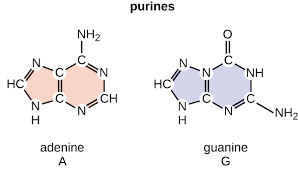 <p>Adenine and Guanine</p>