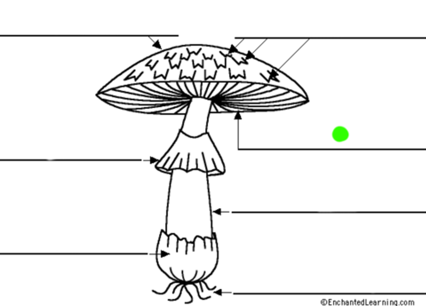 <p>Thin, parallel, blade-like structures found on the underside of the cap (pileus) of some mushrooms, bearing the reproductive structures (basidia) that produce and release spores.</p>