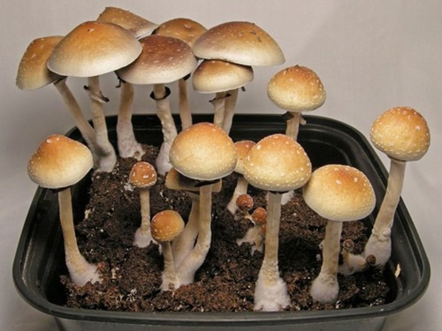 <p>As a prodrug, psilocybin is quickly converted by the body to psilocin, which has mind-altering effects similar, in some aspects, to those of LSD, mescaline, and DMT.In general, the effects include euphoria, visual and mental hallucinations, changes in perception, a distorted sense of time, spiritual experiences, and can include possible adverse reactions such as nausea and panic attacks.</p>