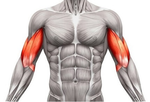 <p>radial tuberosity/fascia of forearm</p>
