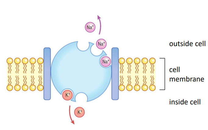 <ul><li><p>used to reestablish resting potential of -70mV</p></li><li><p>each cycle transfer 3 Na+ out of cell and 2 K+ into cell</p></li><li><p>restores balance of ions present at resting potential </p><ul><li><p>Outside cell: high Na+ </p></li><li><p>Inside cell: high K</p></li></ul></li></ul><p></p>