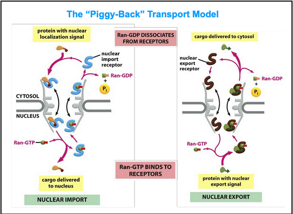 <ul><li><p><span style="background-color: transparent; font-family: "Times New Roman", serif;"><span>Import</span></span></p><ul><li><p><span style="background-color: transparent; font-family: "Times New Roman", serif;"><span>Ran-GTP binds to the importin on the nuclear side of the pore</span></span></p></li><li><p><span style="background-color: transparent; font-family: "Times New Roman", serif;"><span>Ran-GTP binding causes the receptors to release their cargo</span></span></p></li><li><p><span style="background-color: transparent; font-family: "Times New Roman", serif;"><span>The importin with Ran-GTP is transported back to the cytosol</span></span></p></li><li><p><span style="background-color: transparent; font-family: "Times New Roman", serif;"><span>Ran-GAP in the cytosol triggers the hydrolysis of GTP, thereby converting it to Ran-GDP</span></span></p></li><li><p><span style="background-color: transparent; font-family: "Times New Roman", serif;"><span>The import receptor is then ready for another cycle of nuclear import</span></span></p></li></ul></li><li><p><span style="background-color: transparent; font-family: "Times New Roman", serif;"><span>Export</span></span></p><ul><li><p><span style="background-color: transparent; font-family: "Times New Roman", serif;"><span>Ran-GTP in the nucleus promotes cargo binding to the export receptor</span></span></p></li><li><p><span style="background-color: transparent; font-family: "Times New Roman", serif;"><span>In the cyotol, Ran-GTP hydrolyzes GTP</span></span></p></li><li><p><span style="background-color: transparent; font-family: "Times New Roman", serif;"><span>The export receptor releases both its cargo and Ran-GDP in the cytosol</span></span></p></li><li><p><span style="background-color: transparent; font-family: "Times New Roman", serif;"><span>Free export receptors are then returned to the nucleus to complete the cycle</span></span></p></li></ul></li><li><p><span style="background-color: transparent; font-family: "Times New Roman", serif;"><span>In fact, the import cycle is powered by a Ran-GTP gradient across the pore</span></span></p><ul><li><p><span style="background-color: transparent; font-family: "Times New Roman", serif;"><span>This gradient arises because of the exclusive nuclear localization of proteins called Ran GEFs</span></span></p></li><li><p><span style="background-color: transparent; font-family: "Times New Roman", serif;"><span>These proteins exchange GDP for GTP on Ran molecules</span></span></p></li><li><p><span style="background-color: transparent; font-family: "Times New Roman", serif;"><span>There is an elevated RanGTP concentration in the nucleus compared to the cytoplasm</span></span></p></li></ul></li></ul><p></p>