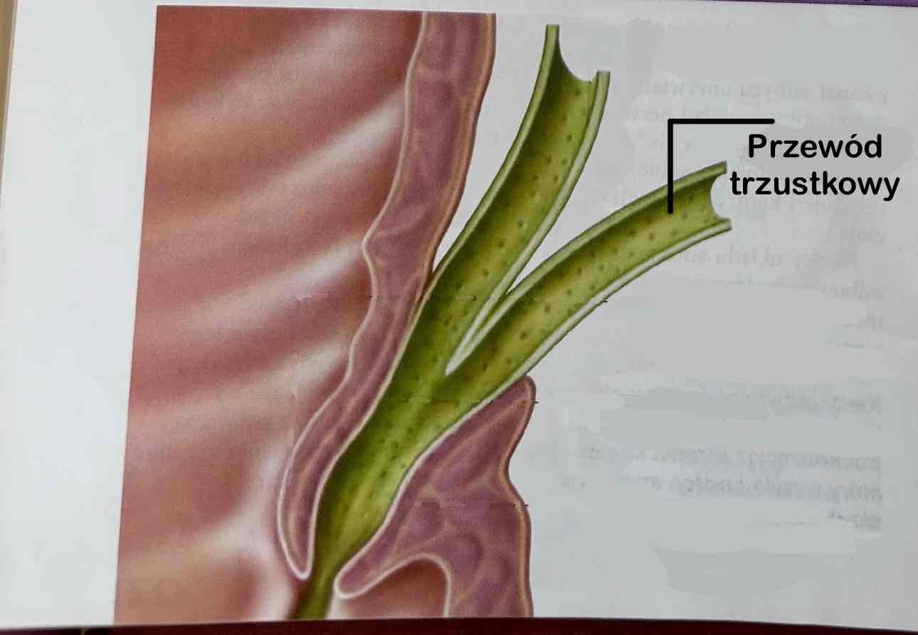 <p>Ductus pancreaticus </p>