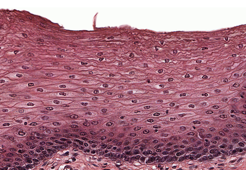 <p>Classify the epithelium. What is the function of this epithelium?</p>