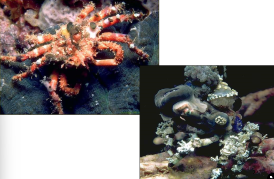 <ul><li><p>pile coral/algae/anemone on their backs and let them grow</p></li><li><p>are choosy with they choose to grow→ prefer Dictyota menstrualis</p></li></ul>