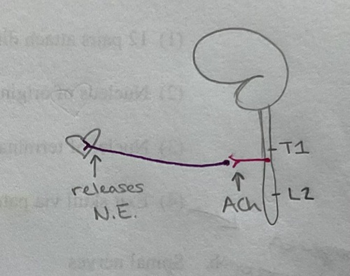 <p>Preganglionic = Ach</p><p>Postganglionic = Norepinephrine (NE)</p>