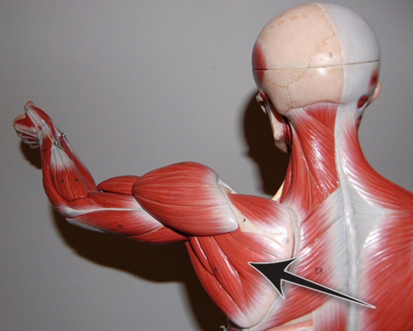 <p>Origin: Infraspinous fossa of scapula </p><p>Insertion: Greater tubercle of humerus </p><p>Action: Shoulder lateral rotation </p>