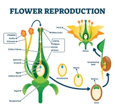 <p>Sexual reproduction</p>